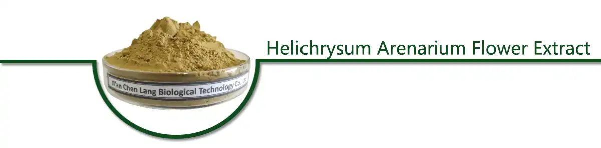 Helichrysum Arenarium Flower .jpg